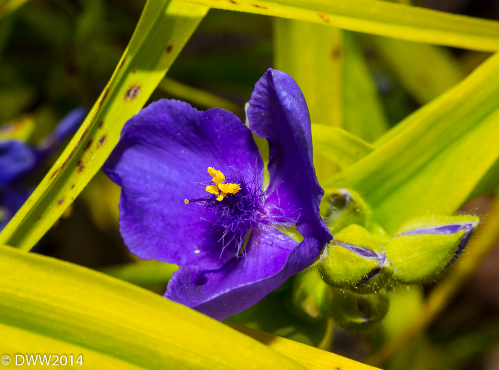 Purple Flower (1 of 1).jpg