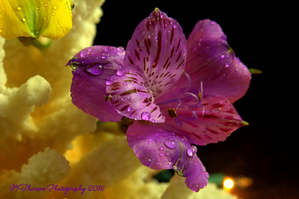 Purple Flower 11-3-2016.jpg