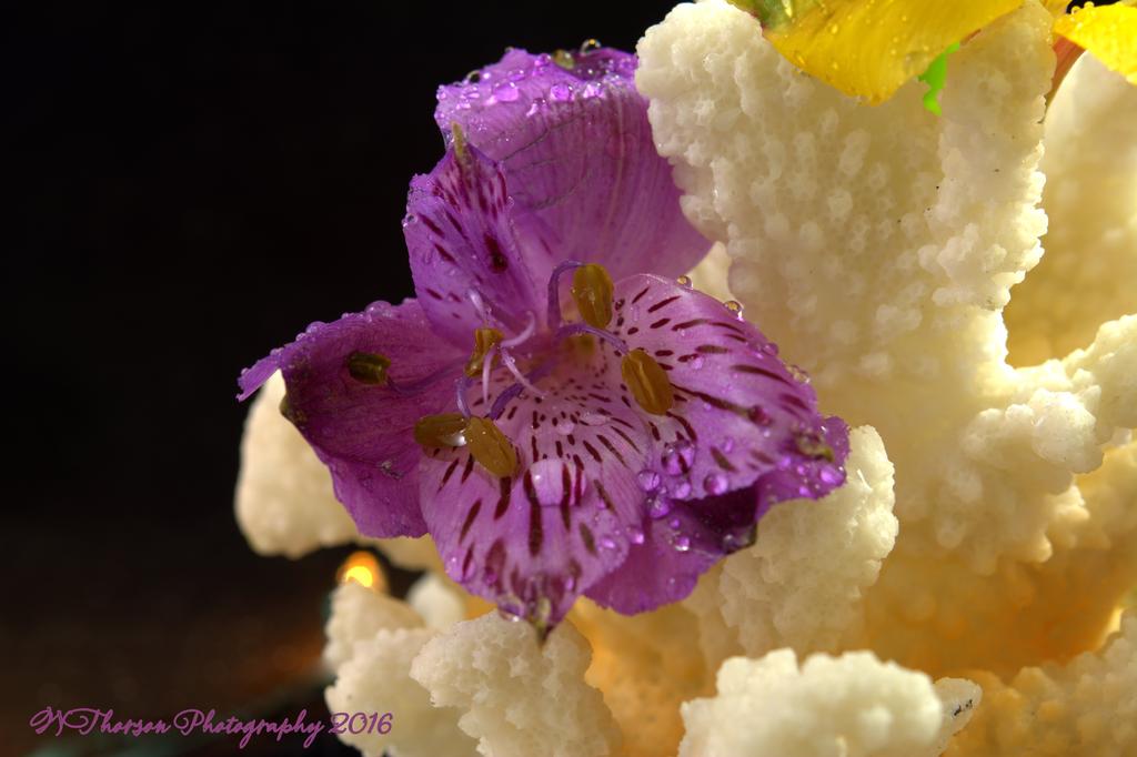 Purple Flower #2 11-3-2016.jpg