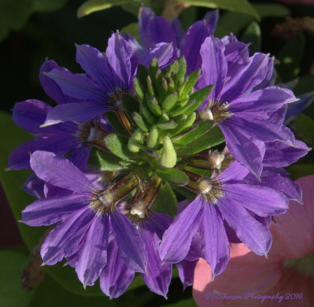 Purple Flower  7-7-2016.jpg