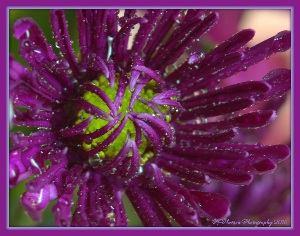 Purple Flower Bud 1-29-2016.jpg