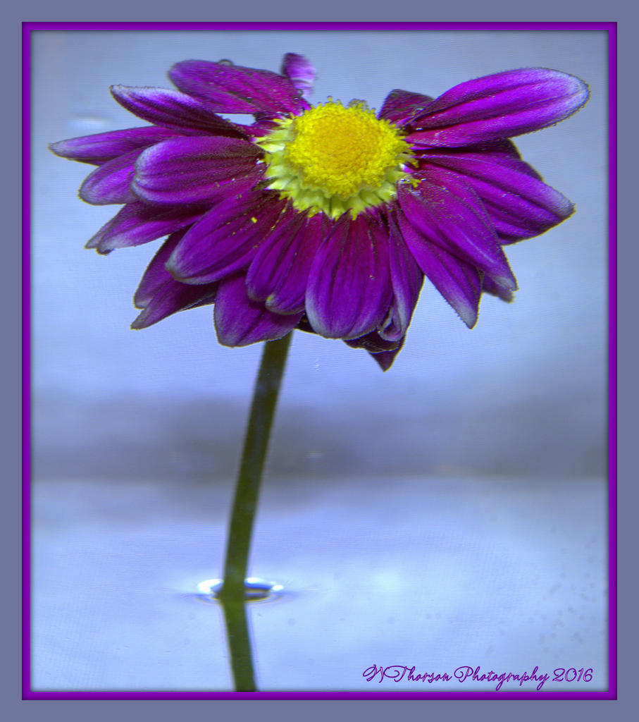 Purple Flower in Water 2-9-2016.jpg