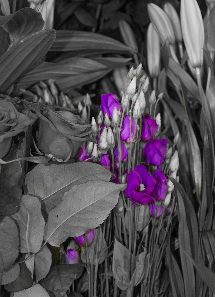 Purple Flower.jpg