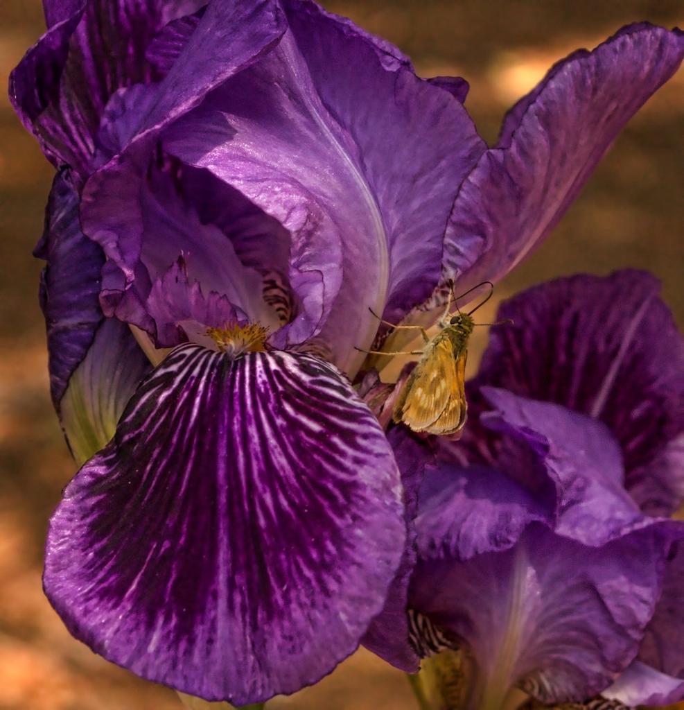 purple flower.jpg