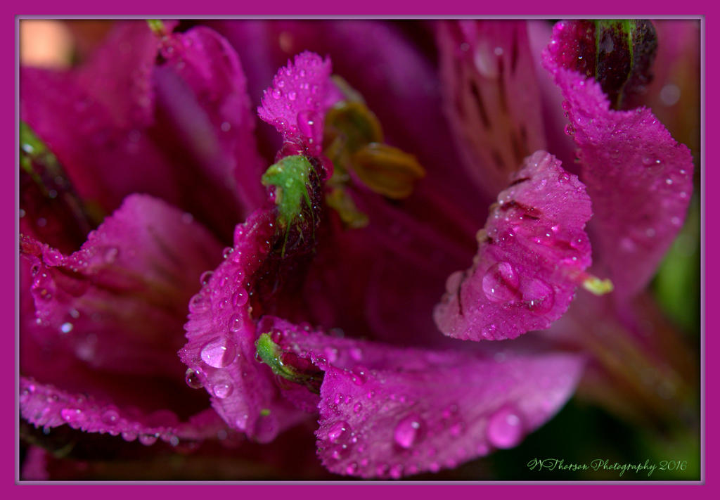 Purple Flower with Water Drops 1-23-2016.jpg