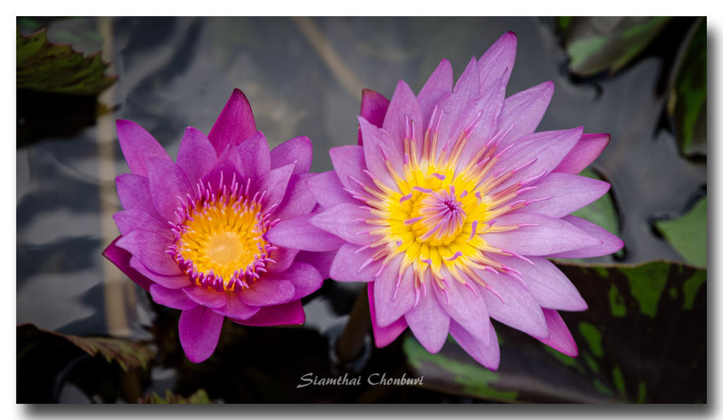 purple-flowers-1.jpg