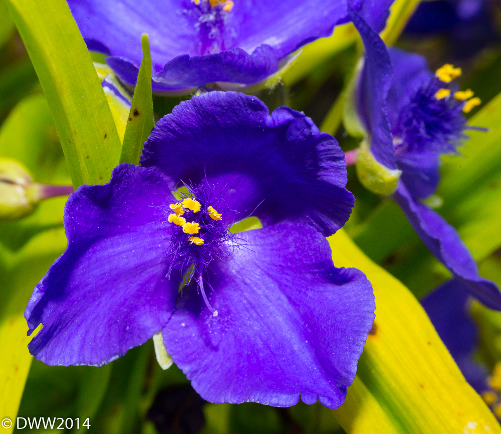 Purple Flowers (1 of 1).jpg
