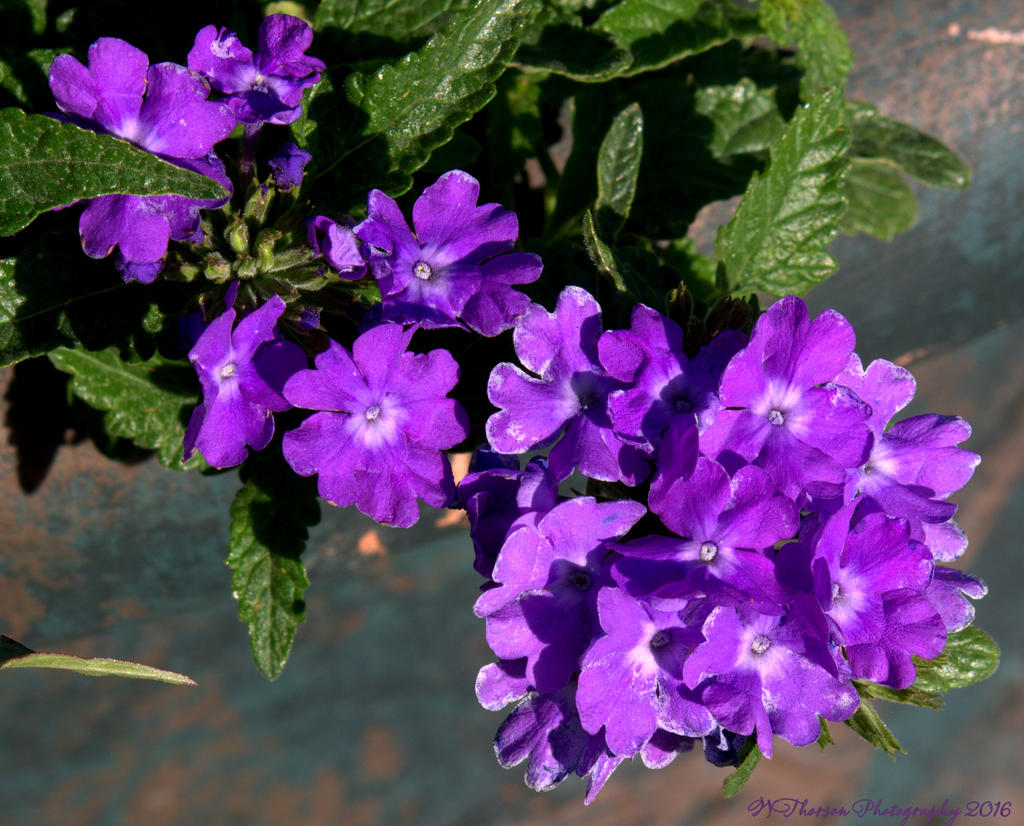 Purple Flowers  7-7-2016.jpg
