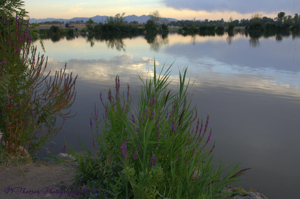 Purple Flowers by the Lake 8-17-2016.jpg