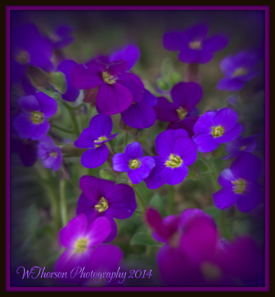 Purple Flowers.jpg