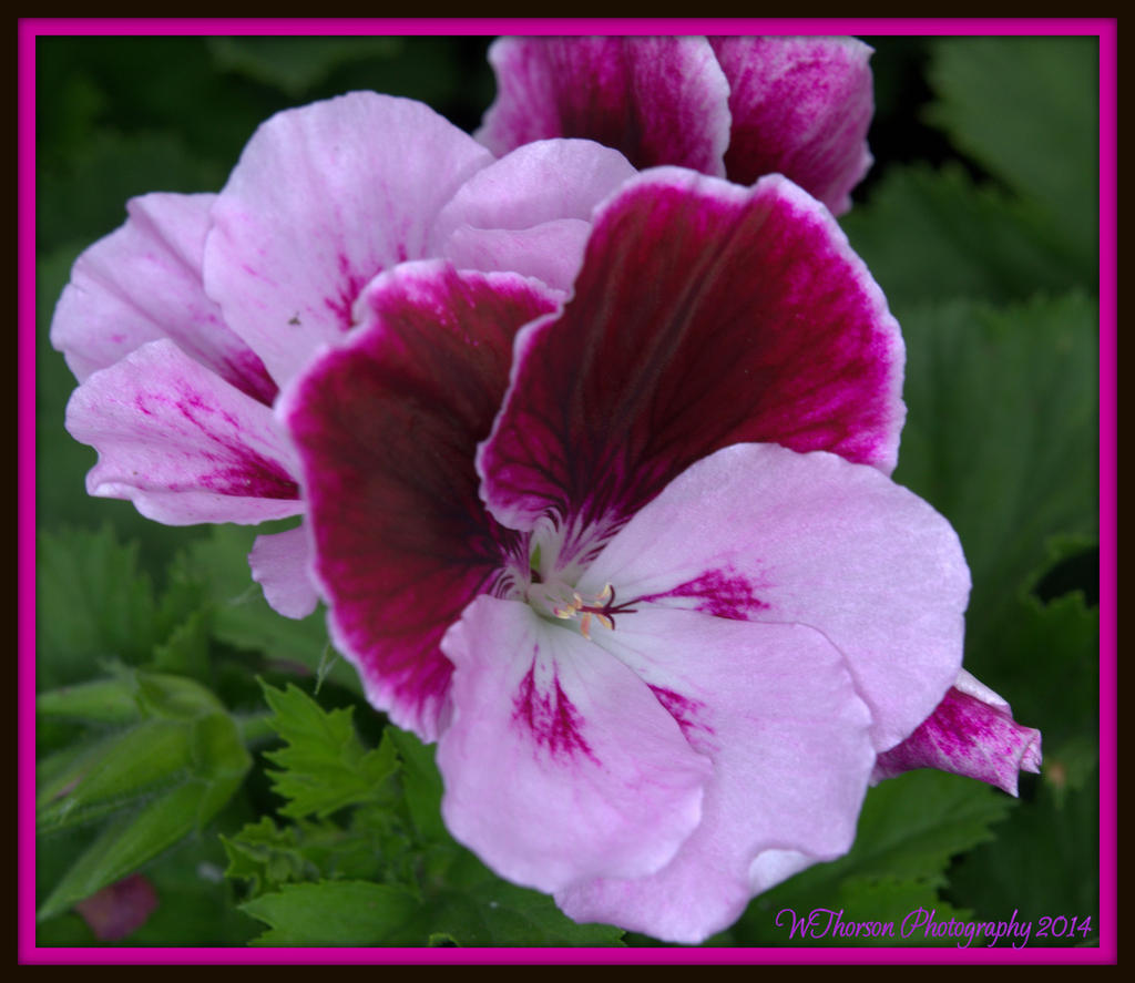 Purple Geranium.jpg