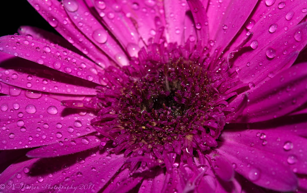 Purple Gerbera Daisy #2 2-21-2017.jpg