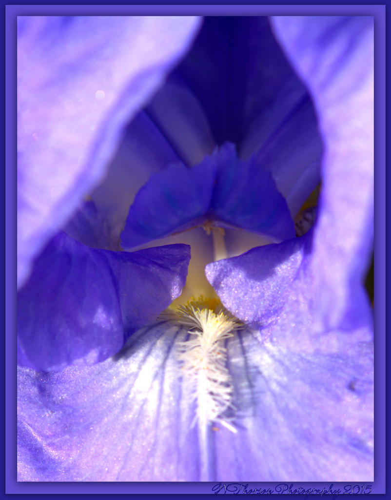 Purple Iris.jpg