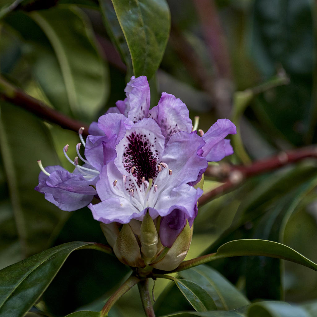 purple.jpg