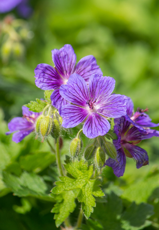 Purple.jpg
