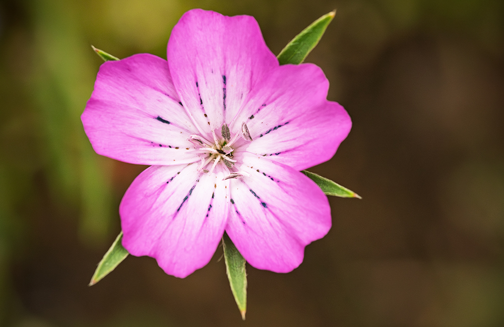 Purple.jpg