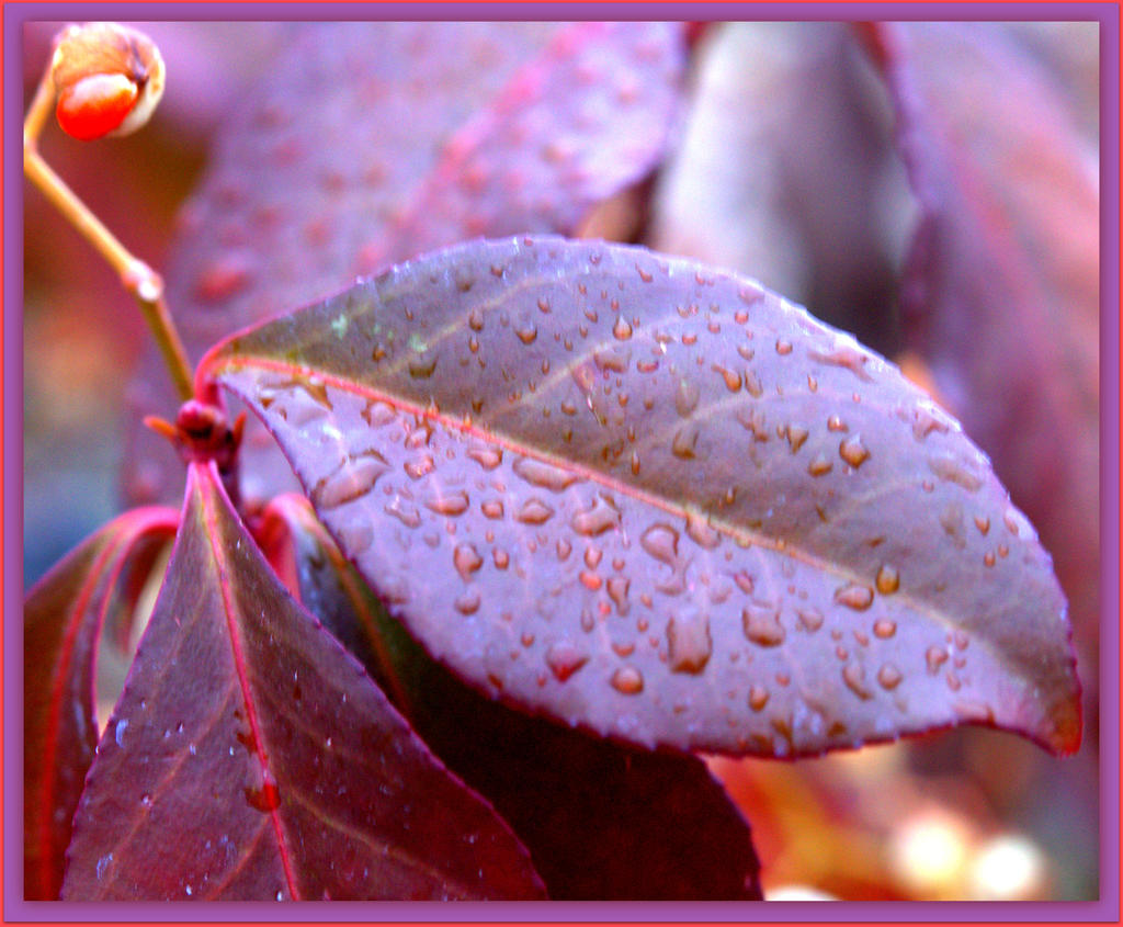Purple Leaf.jpg