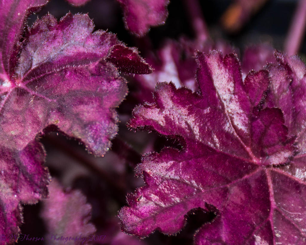 Purple Leaves 4-10-2017.jpg