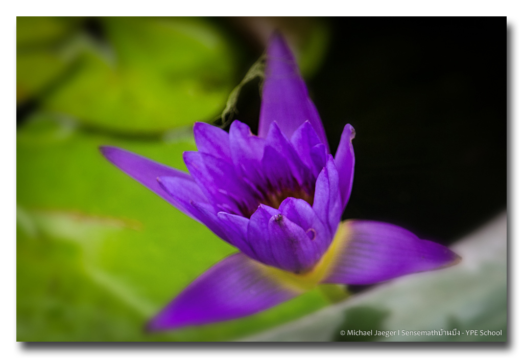 purple-lotus.jpg