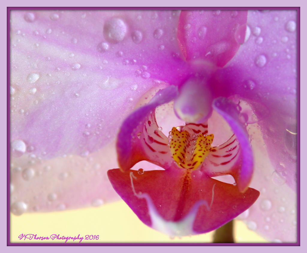 Purple Orchid  1-31-2016.jpg