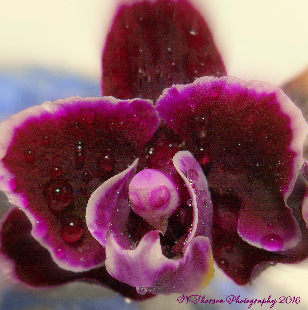 Purple Orchid 10-16-2016.jpg