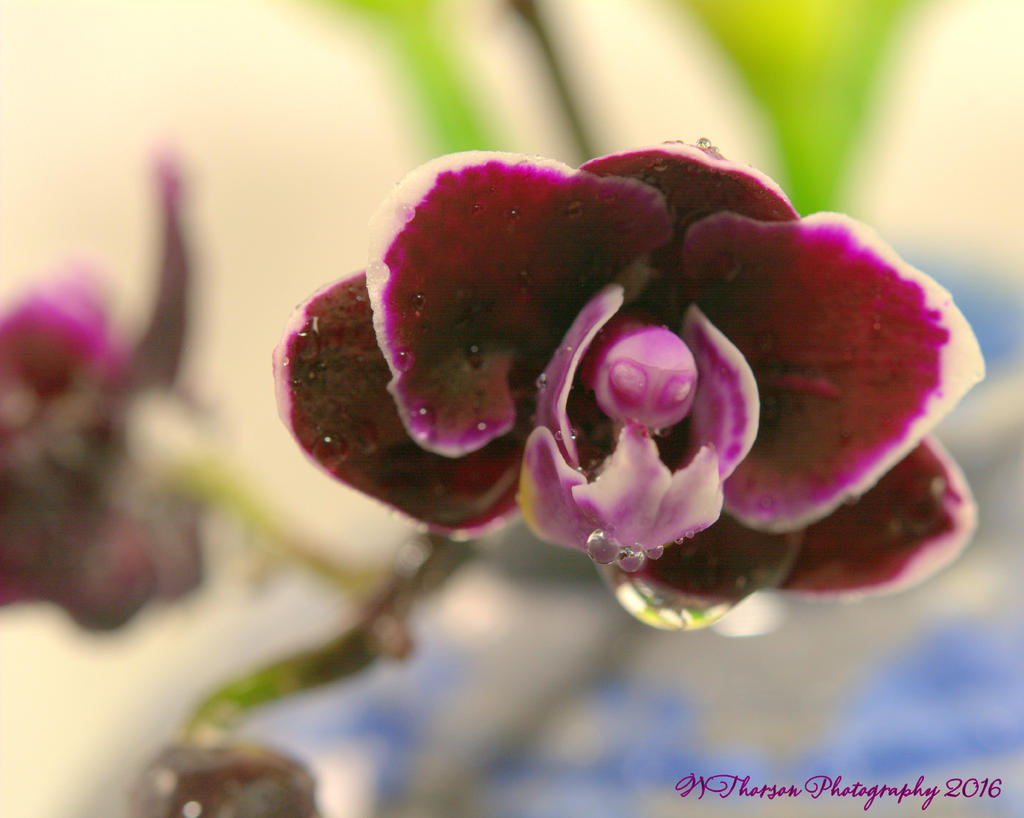 Purple Orchid #2 10-16-2016.jpg