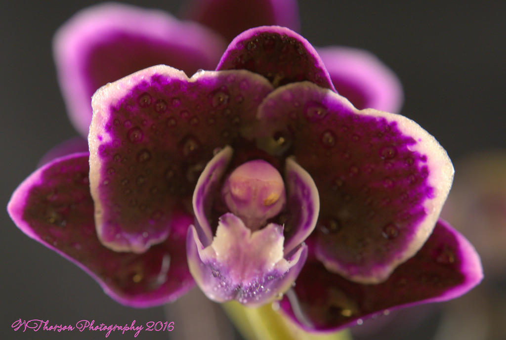 Purple Orchid #2 8-24-2016.jpg