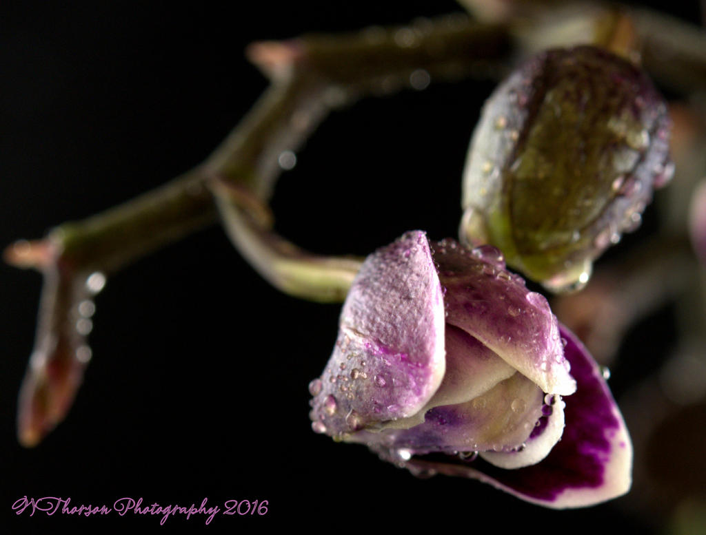 Purple Orchid #3 8-24-2016.jpg