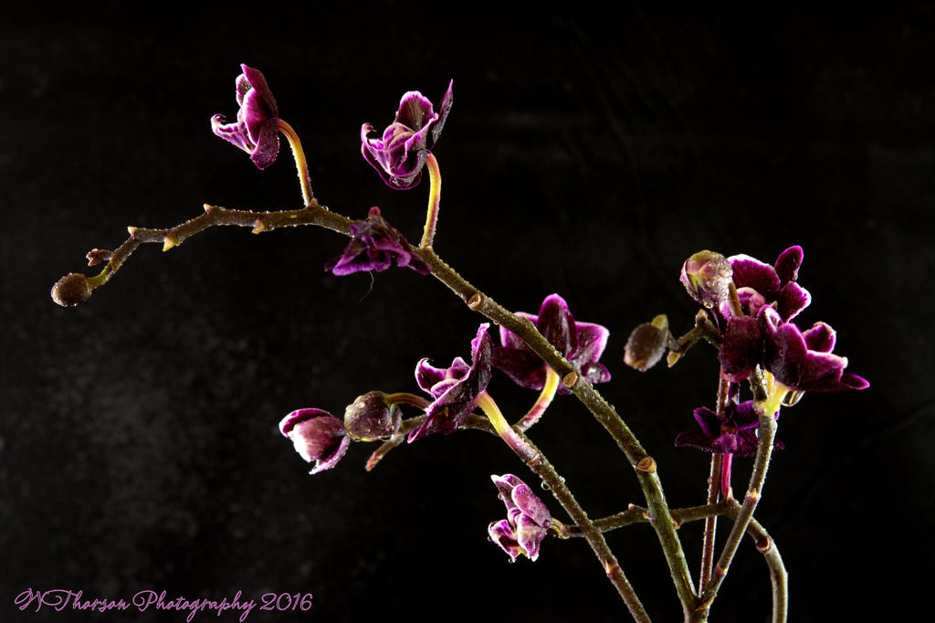 Purple Orchid #4 8-24-2016.jpg