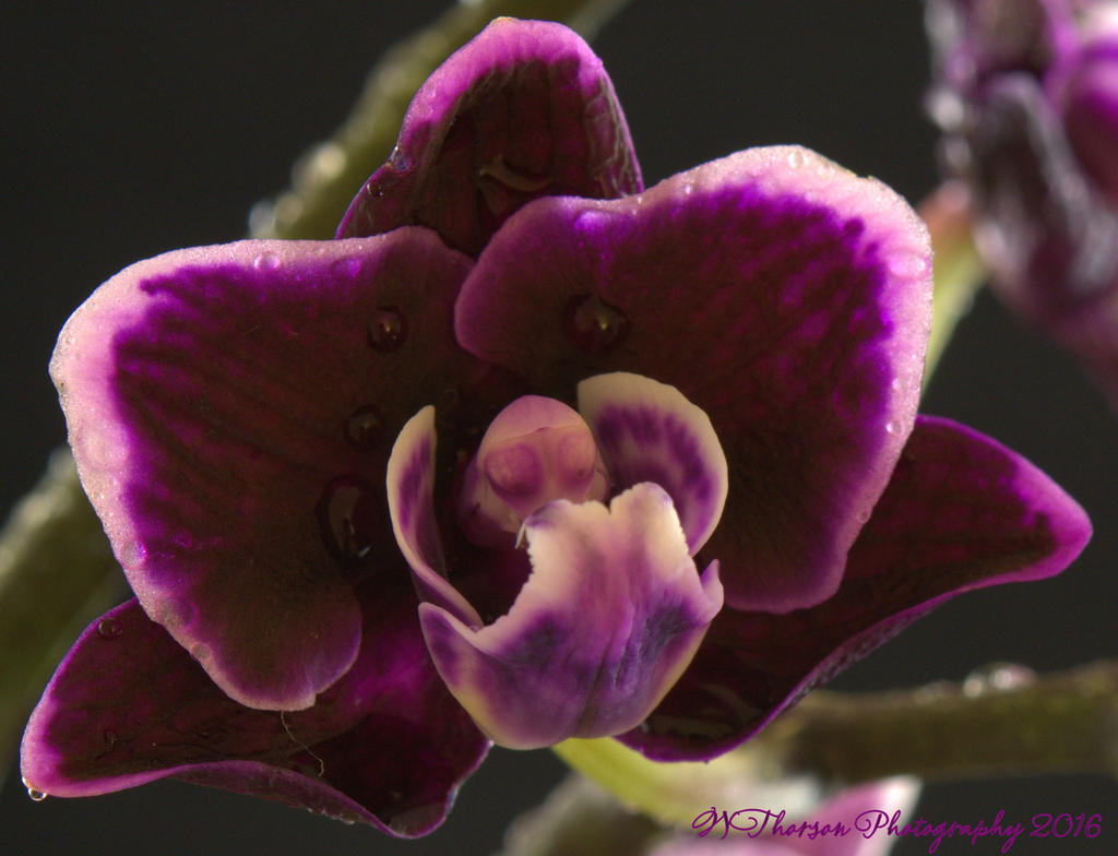 Purple Orchid #5 8-24-2016.jpg