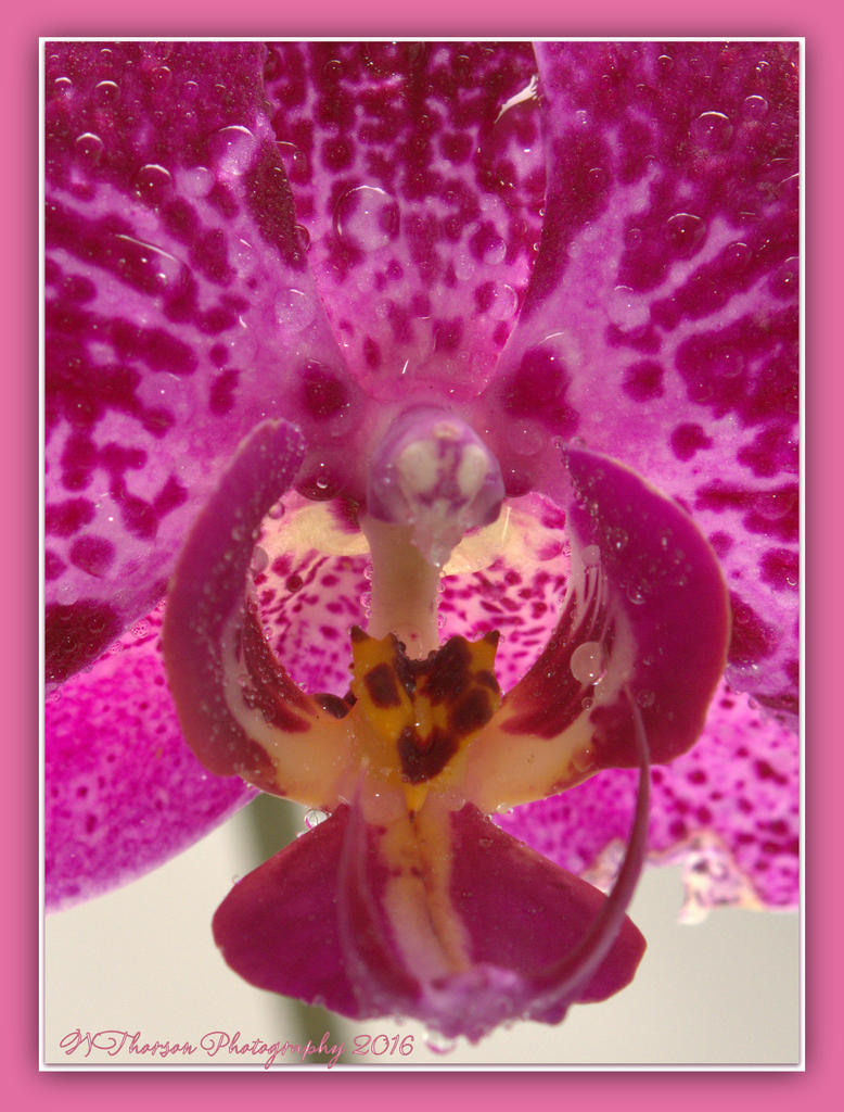 Purple Orchid Close Up 5-6-2016.jpg