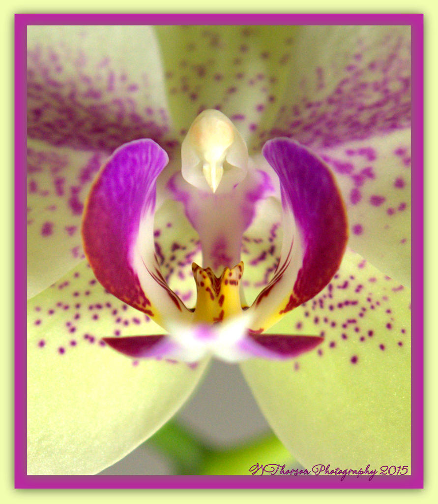 Purple Orchid.jpg