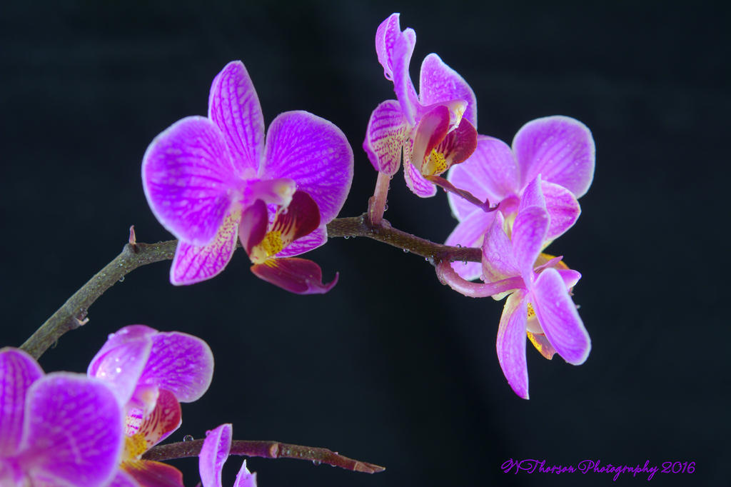Purple Orchid's #1 7-24-2016.jpg