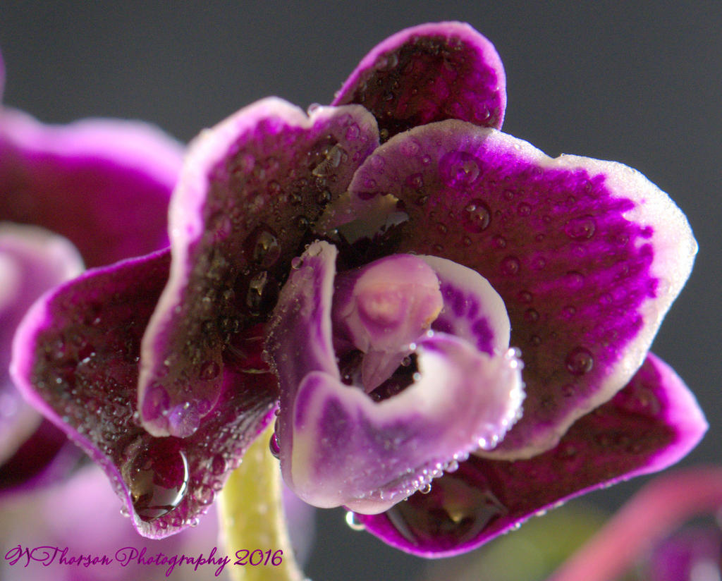 Purple Orchids #1 8-24-2016.jpg