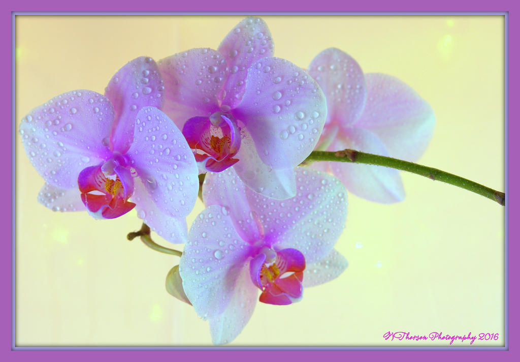 Purple Orchids #2 1-31-2016.jpg