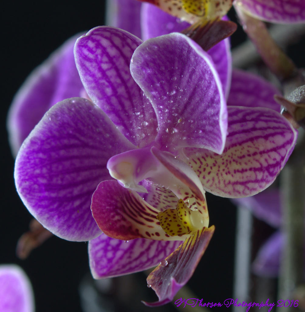 Purple Orchid's #2 7-24-2016.jpg