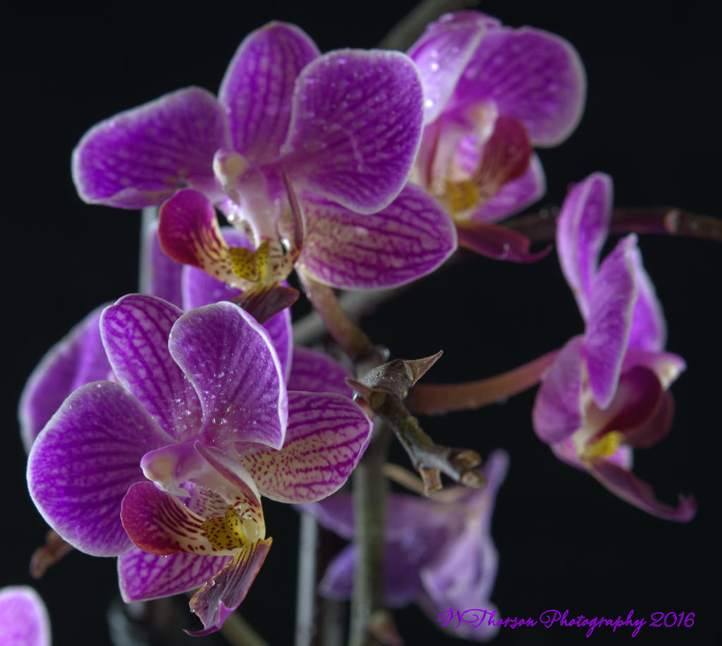 Purple Orchid's #3 7-24-2016.jpg