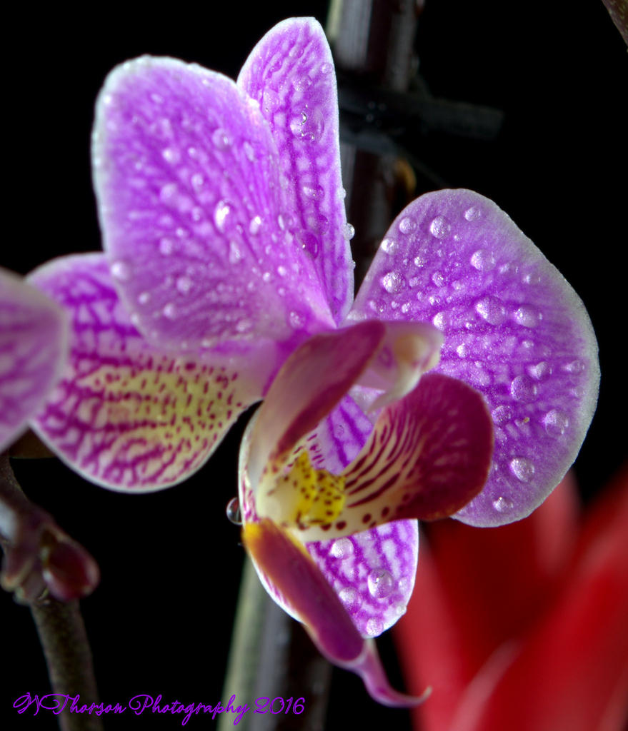 Purple Orchid's #4 7-24-2016.jpg