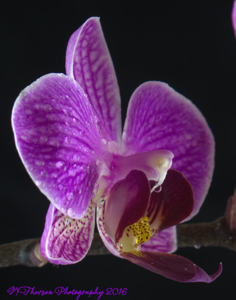 Purple Orchid's #5 7-24-2016.jpg