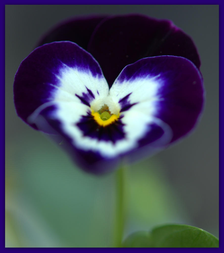 Purple Pansey.jpg