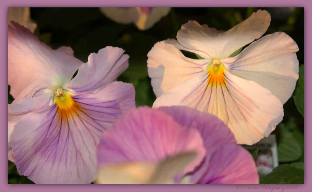Purple Pansies 4-3-2016.jpg