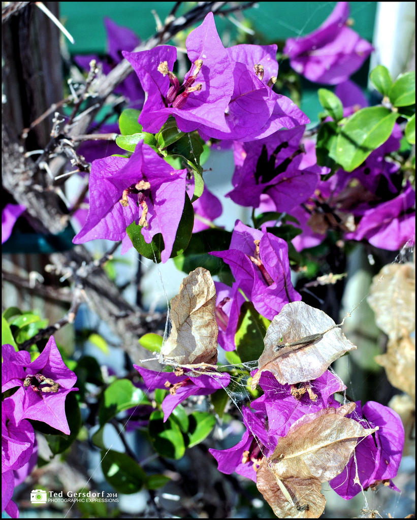Purple Petals.jpg