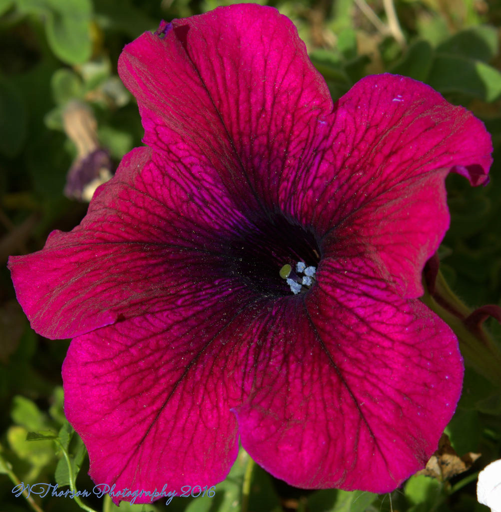 Purple Petunia 10-15-2016.jpg