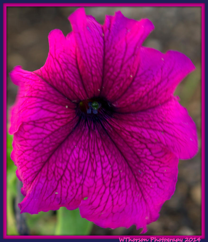 Purple Petunia.jpg