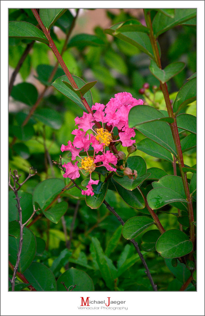 purple-pink-1.jpg