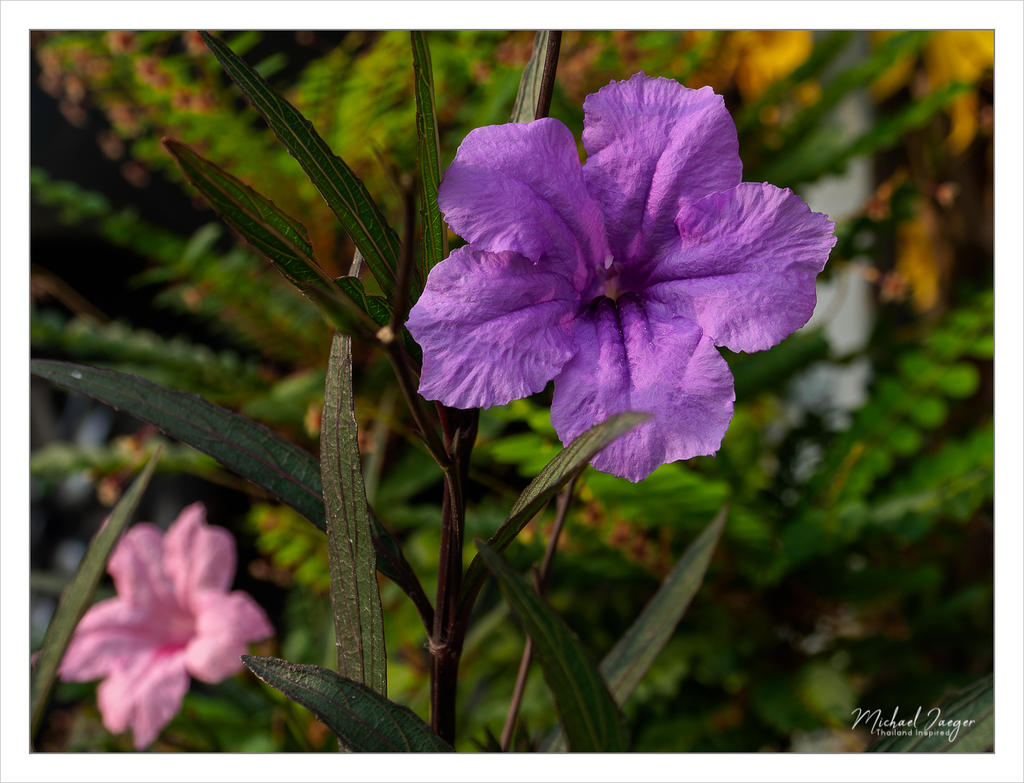 purple-pink.jpg