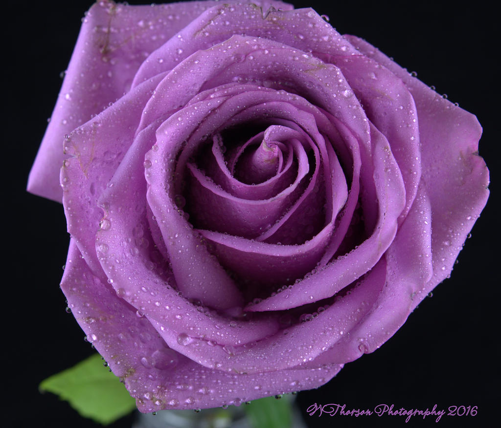 Purple Rose #2  8-16-2016.jpg