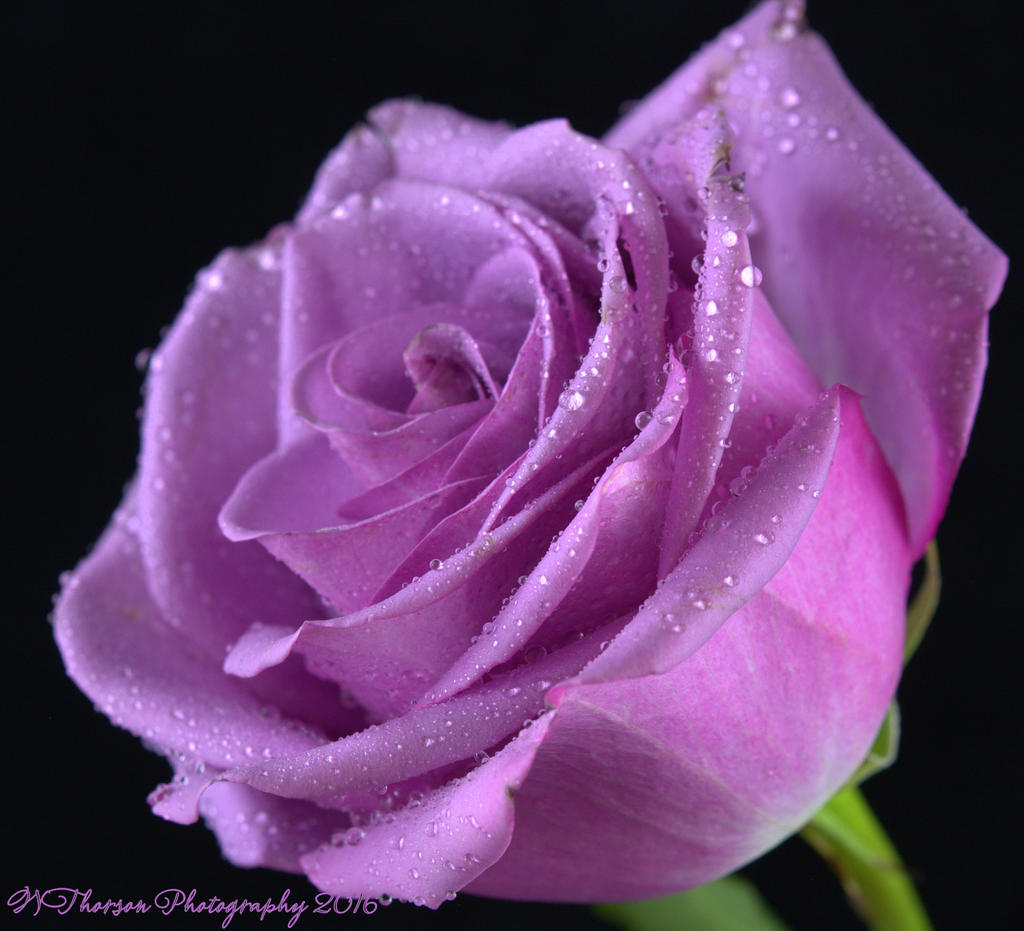 Purple Rose #3  8-16-2016.jpg