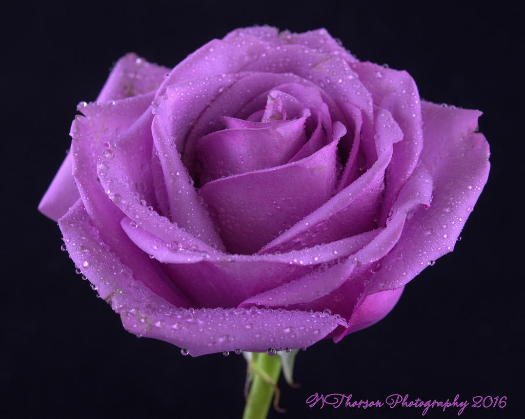 Purple Rose  8-16-2016.jpg