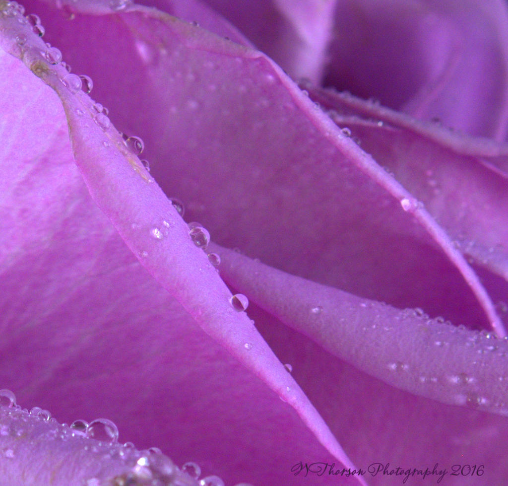 Purple Rose Close Up  #2  8-16-2016.jpg
